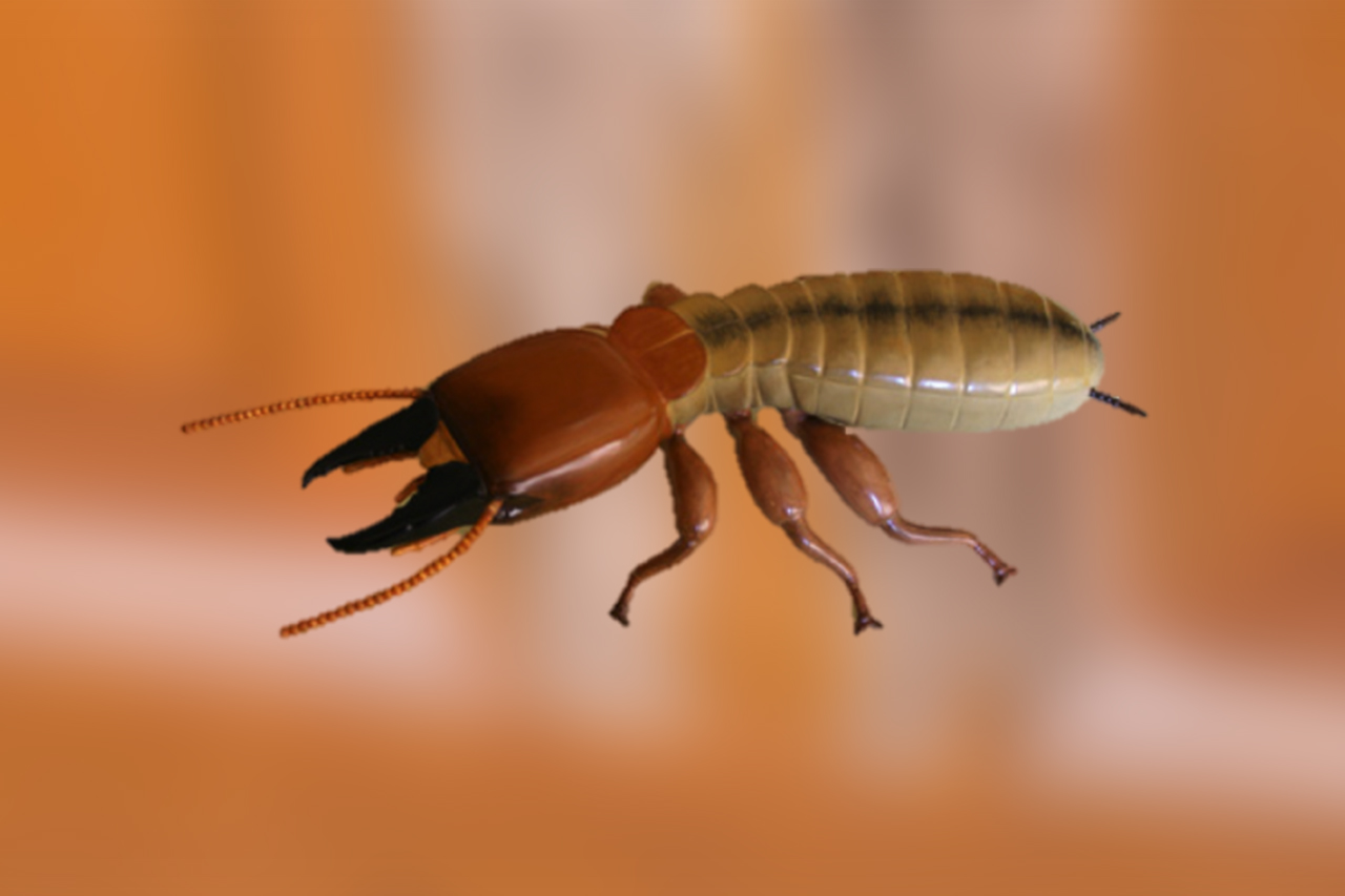 Termite-Damage-862x539